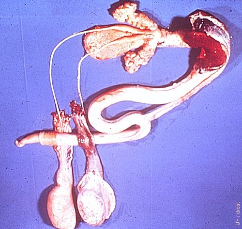 Male Reproductive Tract.