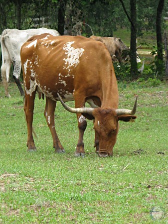 Florida Cracker Cow.