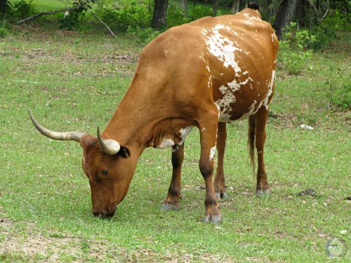 Florida Cracker Cow.