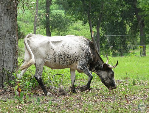 Florida Cracker Cow.