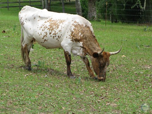 Florida Cracker Cow.