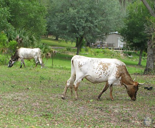 Florida Cracker Cow.