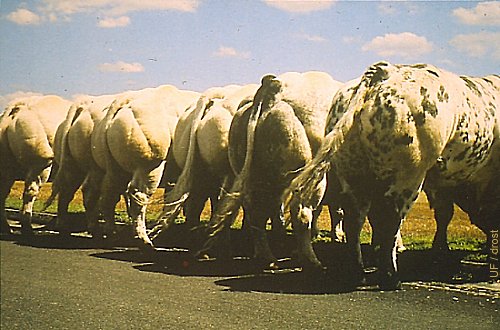 Belgian Blue Bulls.