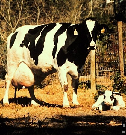 Cow with Newborn Calf.