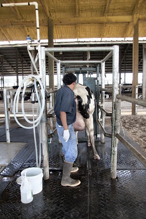 Examination of a Cow in Labor.