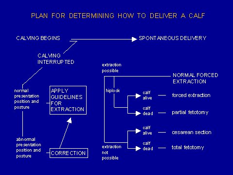 Calving Plan.