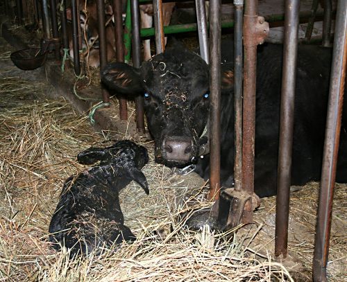 Cow and Newborn Calf.