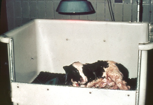 Newborn Calf in Clean Cart after C-section.