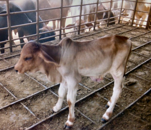 Live Newborn Zebu Calf.