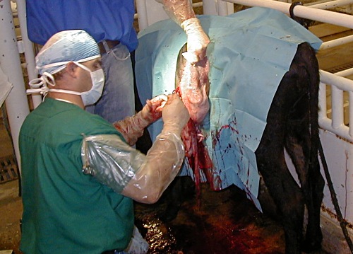 Suturing the Uterus of a Mini Cow.