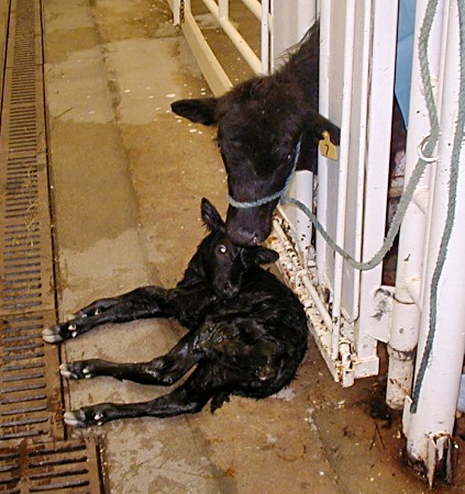 Live Calf after C-section in a Mini Cow.