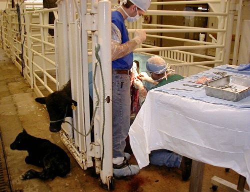Surgeon on His Knees Next to a Mini Cow.