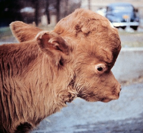 Hydrocephalus in a Limousin Calf.