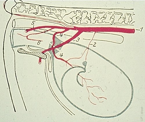 Palpation of the Uterine Artery.