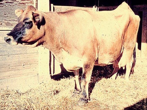 Nymphomaniac Jersey Cow.