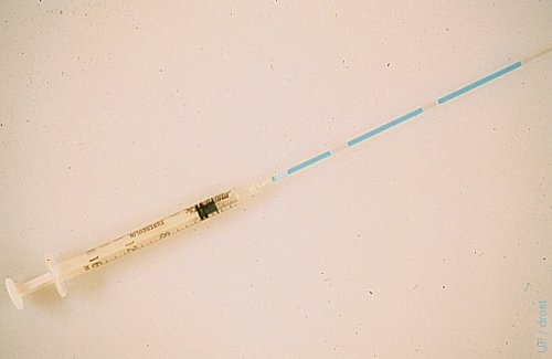 Straw Loaded with Embryo.