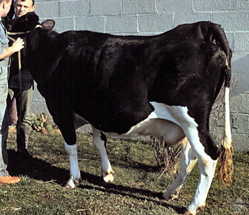 Nymphomaniac Friesian Cow.