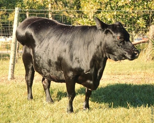 Morbidly Obese Angus Cow.
