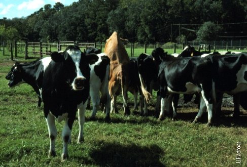 Estrous Behavior in a Group of Cows.