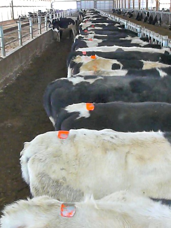 Estrus Detection Patches in Dairy Cows.
