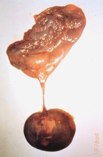 Globosus Amorphus - Small Necrotic.