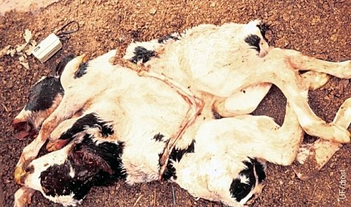 Conjoined Holstein Twins.