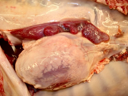 PHA Heart and Lungs.