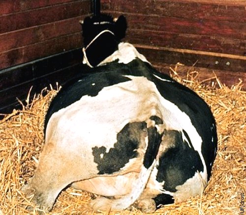 Recumbent Cow with Hydrops Allantois.