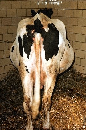 Hydropsamnii in a Holstein Cow.