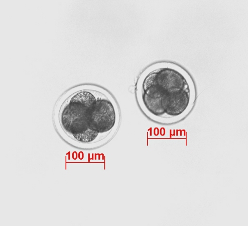 IVF 4-cell Embryos.