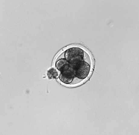 IVF 6-8 cell Embryos.