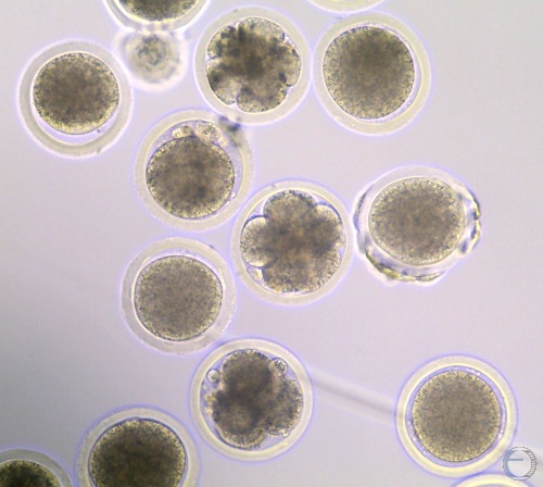 4-cell IVF Embryos.