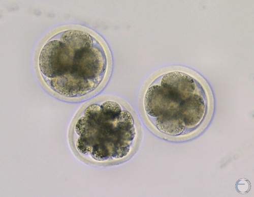 Day 3 IVF Embryos.