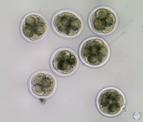 4- to 8-cell IVF Embryos.