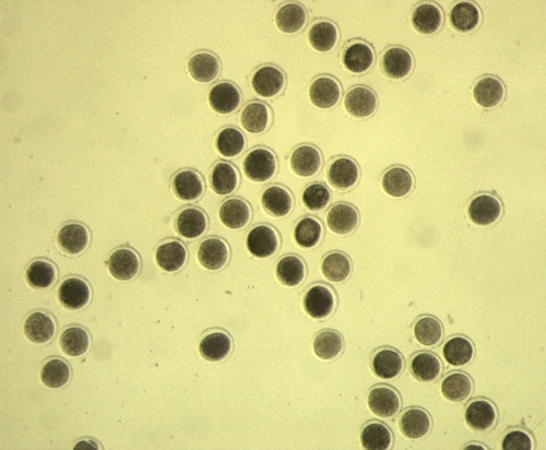 Fertilized Oocytes.