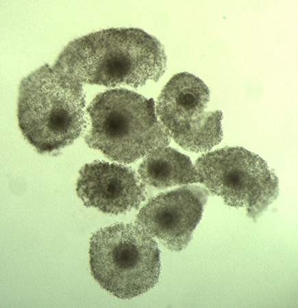 Mature Oocytes.