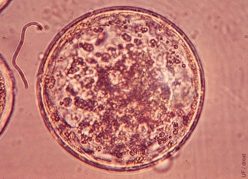 Expanded Blastocyst.