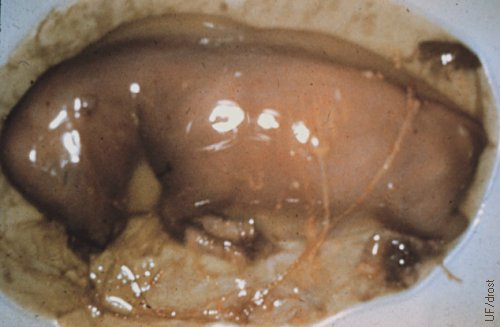 Campylobacter Abortion.