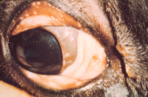 Bovine Herpes Eye Lesion.