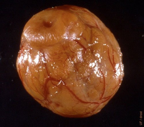 Mature Neat Corpus Luteum.