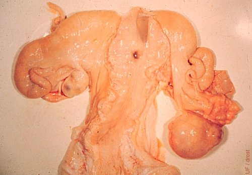Cystic CL in a Pregnant Cow.
