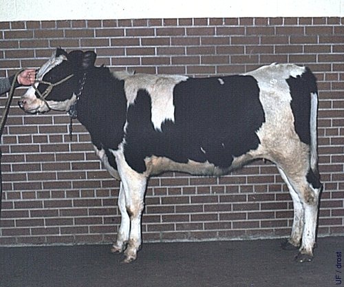 Holstein Heifer with a GCT.