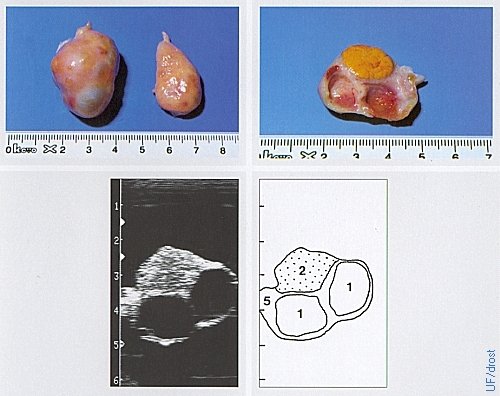 Ovaries on Day 0 of the Estrous Cycle.