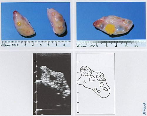 Ovaries on Day 2 of the Estrous Cycle.