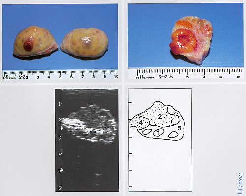 Ovaries on Day 4 of the Estrous Cycle.