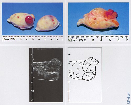 Ovaries on Day 6 of the Estrous Cycle.