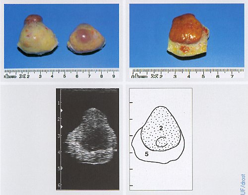 Ovaries on Day 7 of the Estrous Cycle.