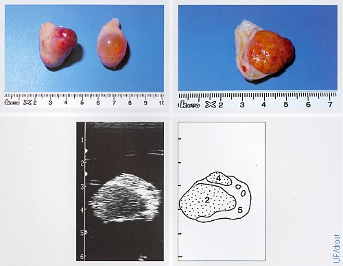 Ovaries on Day 9 of the Estrous Cycle.