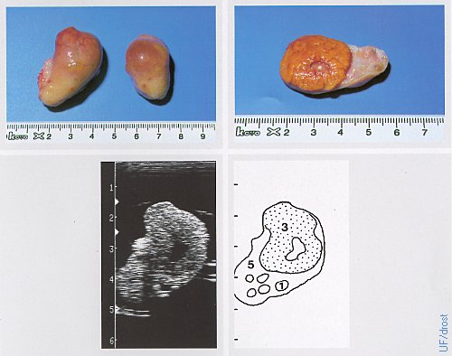 Ovaries on Day 14 of the Estrous Cycle.