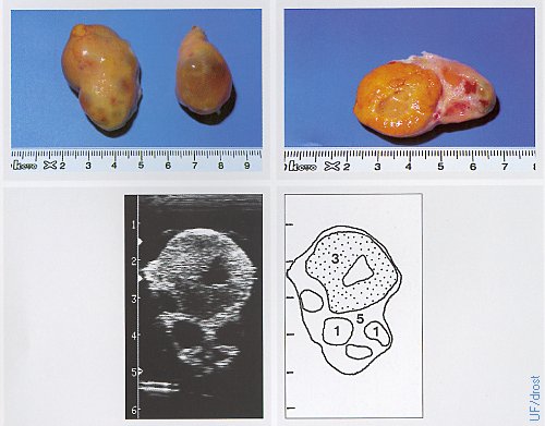 Ovaries on Day 15 of the Estrous Cycle.